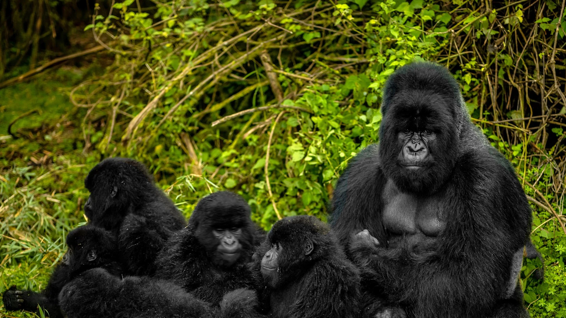 Gorilla Trekking
